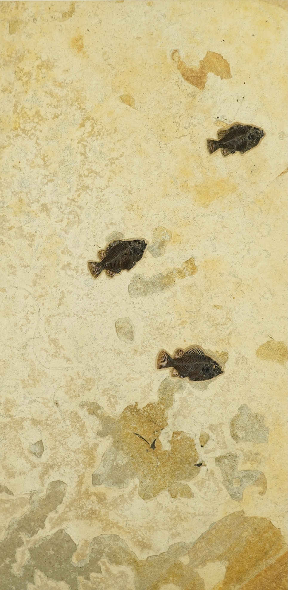A large and impressive fish fossil triptych